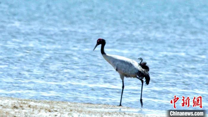 圖為黑頸鶴在青海湖畔散步?！《砣詹囟?攝