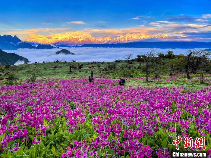 春天的牛背山花海?！∮稳仄?攝
