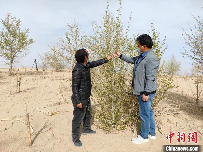 柴達(dá)木盆地的護(hù)林員：守護(hù)，只為那一片綠