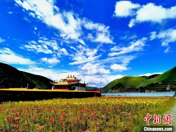 近百畝百合花競相開放，景色誘人。　壤塘縣委宣傳部供圖