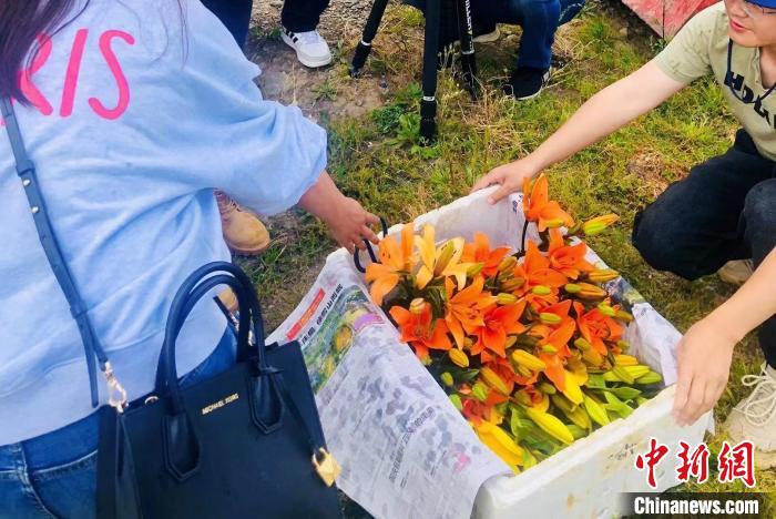 村民采摘百合花。　壤塘縣委宣傳部供圖