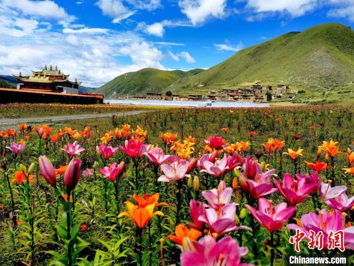 近百畝百合花競相開放，景色誘人?！∪捞量h委宣傳部供圖