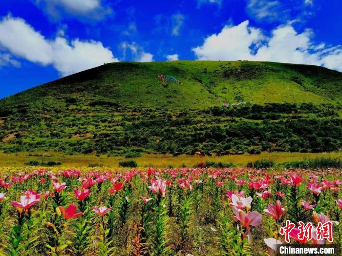 近百畝百合花競相開放，景色誘人?！∪捞量h委宣傳部供圖