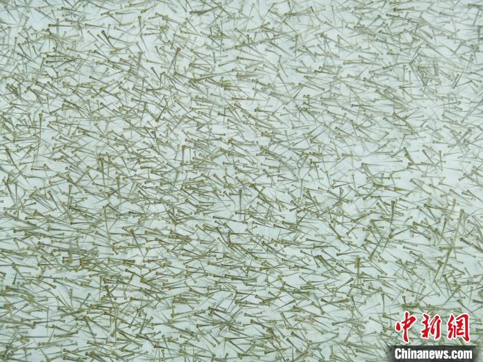 圖為密集培育的魚(yú)苗。　張?zhí)砀?攝