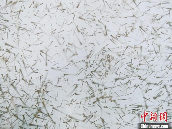 圖為魚(yú)苗?！?zhí)砀?攝