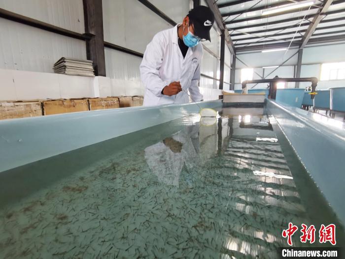 圖為工作人員檢查魚(yú)苗?！?zhí)砀?攝