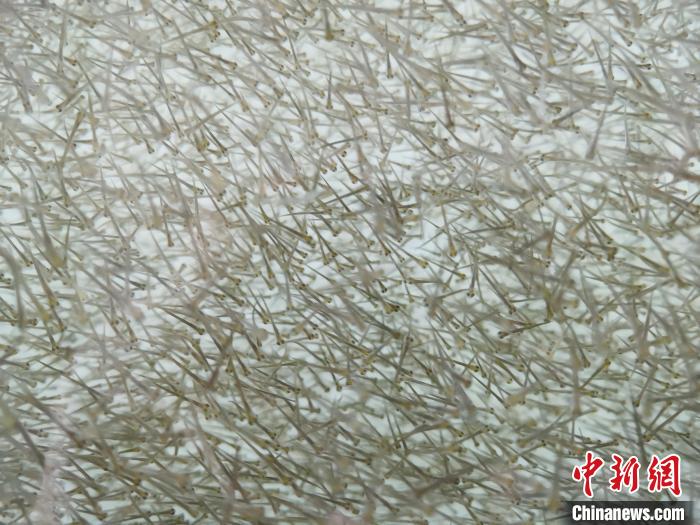 圖為密集分布的魚(yú)苗?！?zhí)砀?攝