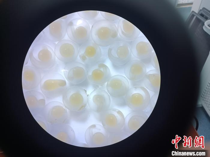 圖為顯微鏡下的魚(yú)卵?！∏嗪：沲幘茸o(hù)中心 供圖