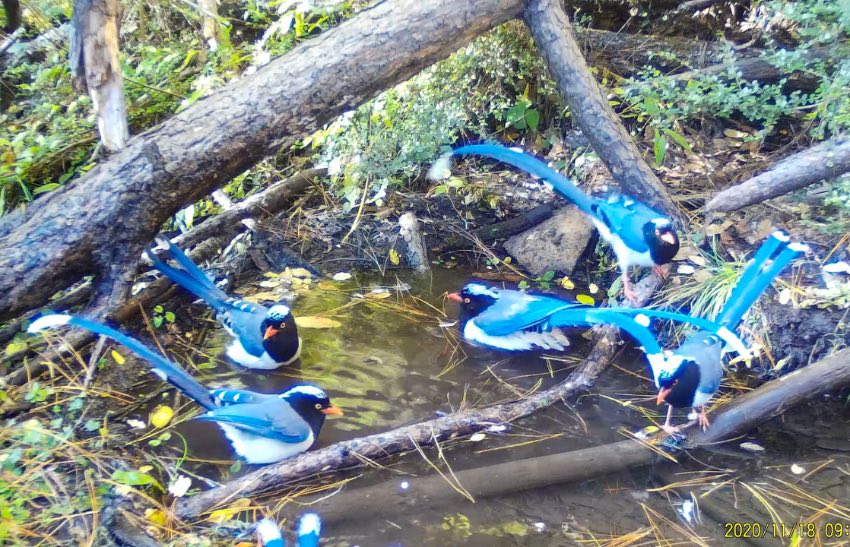 紅嘴藍(lán)鵲。涼山州委宣傳部供圖
