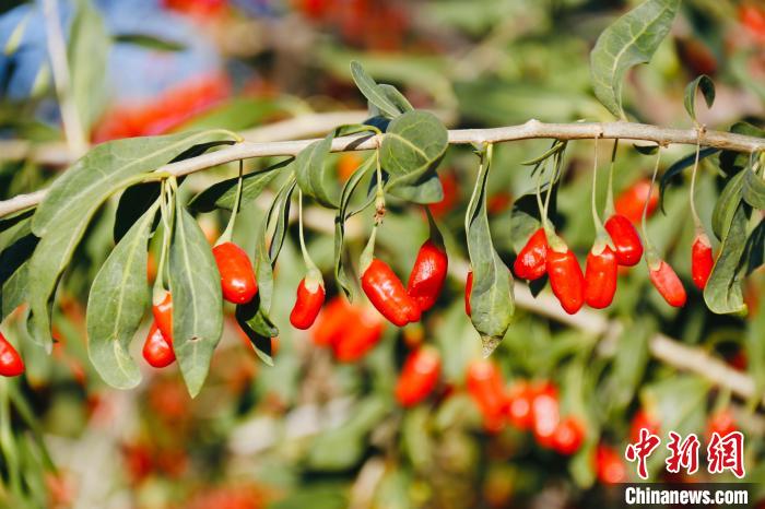 圖為柴達(dá)木盆地有機(jī)枸杞?！O睿 攝