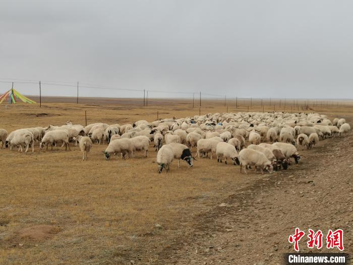 圖為瑪多藏羊?！‖敹嗫h委宣傳部 供圖