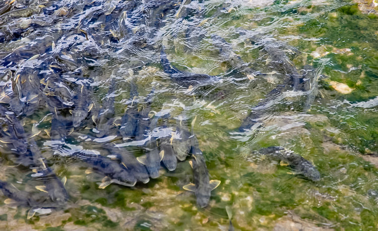 青海湖裸鯉（湟魚）洄游。周元峰攝