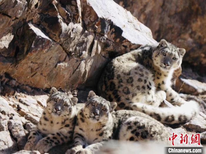 青海都蘭：雪豹、兔猻等多種珍稀野生動(dòng)物亮相