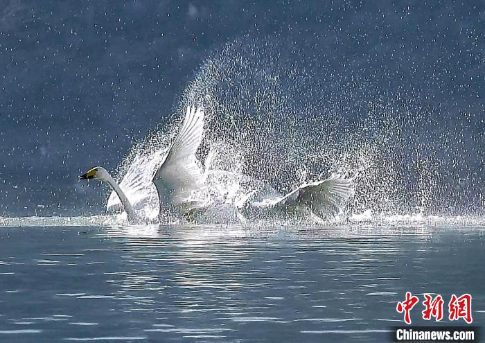 圖為大天鵝在水中嬉戲。　嚴桉 攝