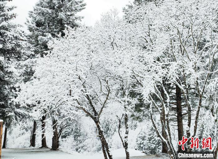 大熊貓國家公園王朗片區(qū)春雪如畫，宛若仙境?！×_春平 攝