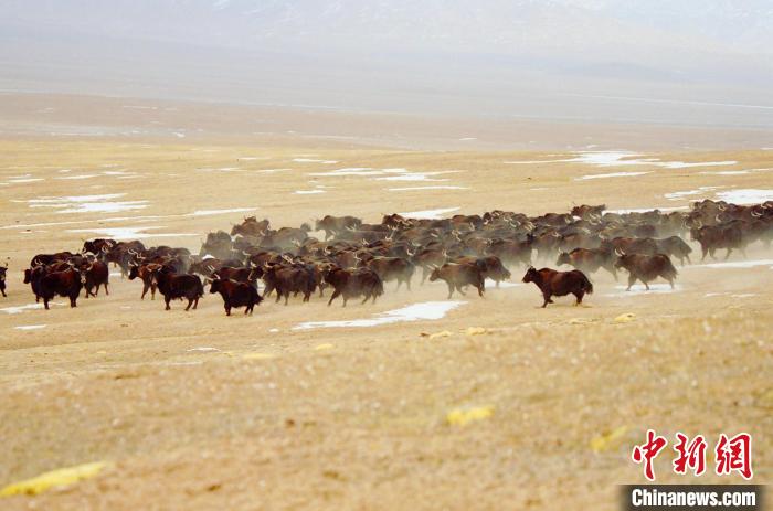 圖為青海省治多縣索加鄉(xiāng)的牛群。(資料圖) 治多縣委宣傳部 供圖