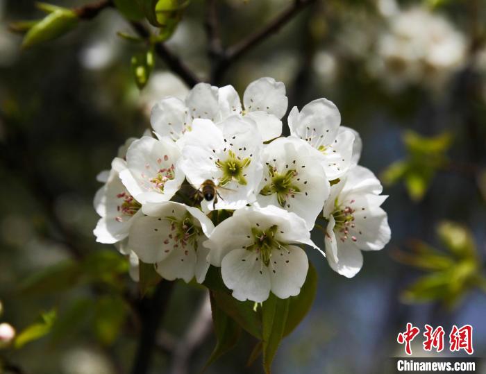圖為盛開的梨花?！∑钤鲚?攝