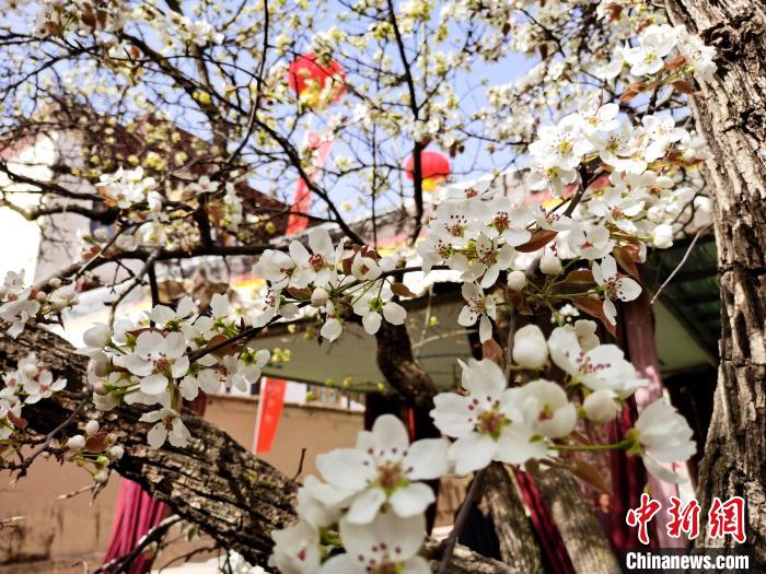 青海尖扎噶達(dá)莊園：百年“后花園”梨花盛開(kāi)，舉目皆春色
