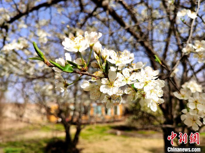 圖為梨花?！?zhí)砀?攝