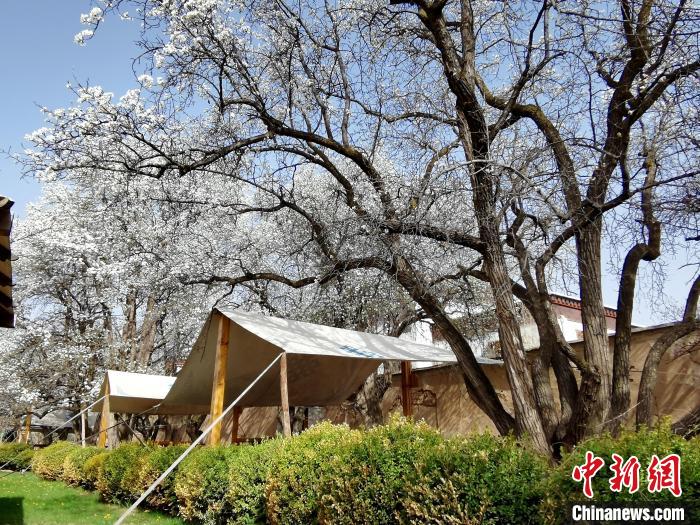 圖為尖扎噶達(dá)莊園內(nèi)的梨花?！?zhí)砀?攝