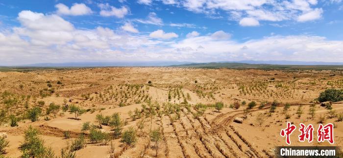 資料圖為貴南縣黃沙頭的防沙治沙草方格。　祁增蓓 攝