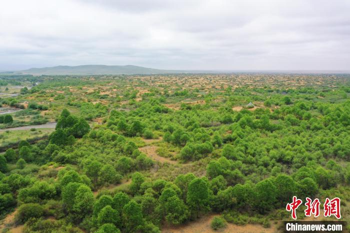 資料圖為航拍黃沙頭防沙治沙區(qū)植被?！∑钤鲚?攝
