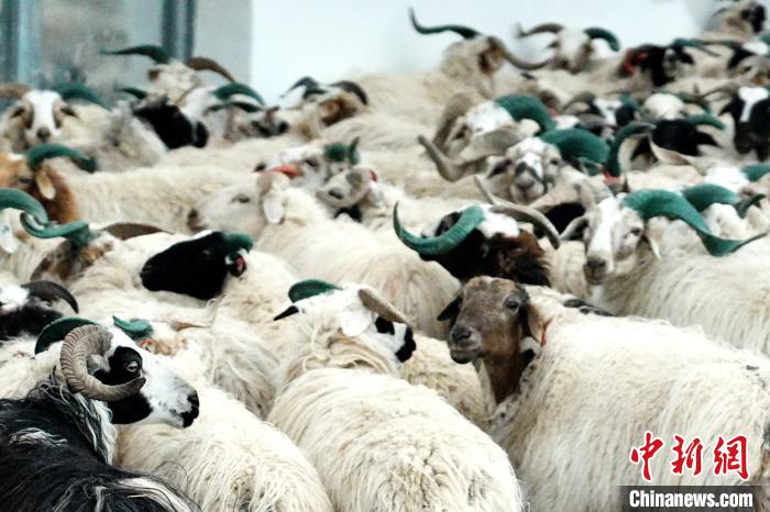 圖為被評為國家農(nóng)產(chǎn)品地理標(biāo)志保護(hù)產(chǎn)品的剛察藏羊進(jìn)場入圈?！〔讨绢?攝