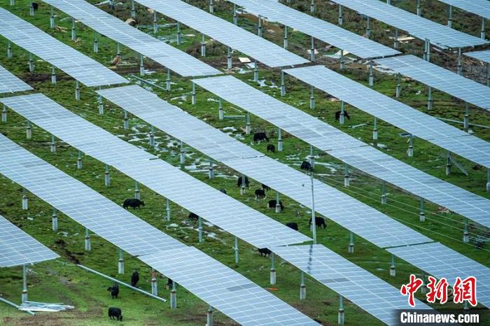 柯拉光伏板距地面高度超過1.8米，可滿足植被生長需要，又能保障牛羊放牧空間，實現(xiàn)“牧光”互補?！⒅铱?攝