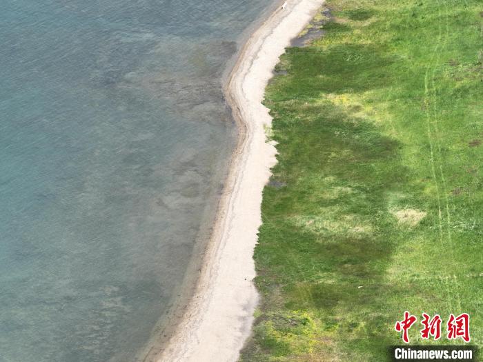 圖為航拍仲夏時(shí)節(jié)，青海湖畔綠茵如毯。　祁增蓓 攝