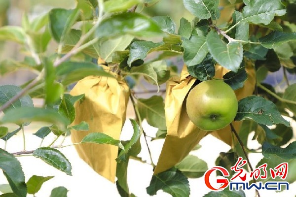 我們的家園｜小蘋果帶動大產(chǎn)業(yè)，帶你看看這座阿壩州小村的鄉(xiāng)村振興新模式