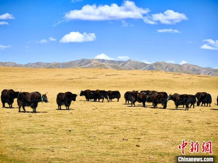 青海玉樹(shù):初秋草原牧歌悠長(zhǎng)