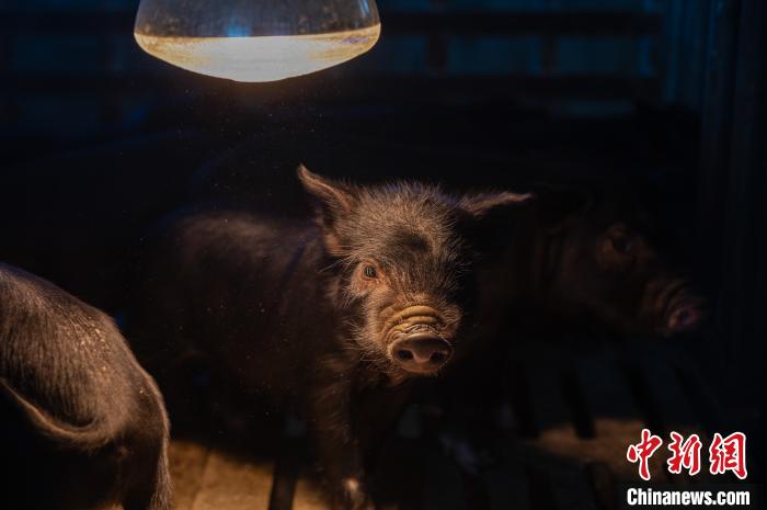 圖為藏豬被稱為“高原之珍”，以口感佳、營養(yǎng)價(jià)值高而聞名?！『闻罾?攝