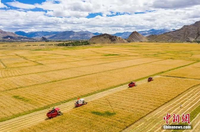 資料圖：西藏日喀則市江孜縣紫金鄉(xiāng)努堆村村民利用收割機(jī)收青稞。<a target='_blank' ><p  align=