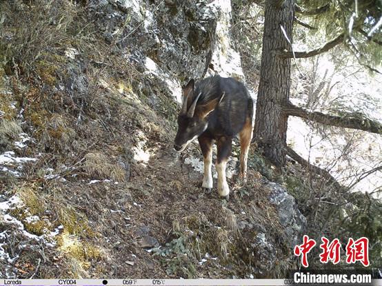 圖為相同位點記錄到的國家二級重點保護野生動物—中華鬣羚。　中國科學(xué)院昆明動物研究所提供