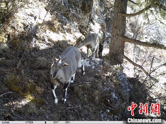圖為相同位點記錄到的雪豹主要獵物—巖羊?！≈袊茖W(xué)院昆明動物研究所提供