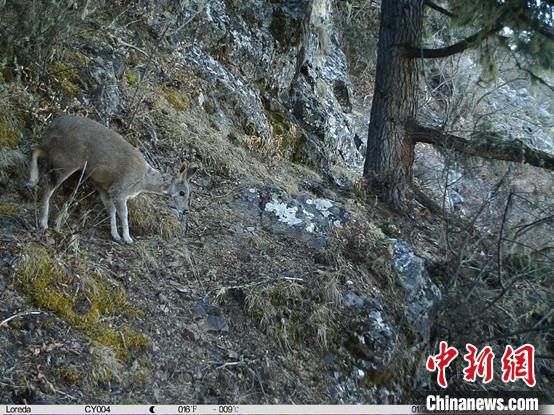 圖為相同位點記錄到的國家一級重點保護野生動物—馬麝?！≈袊茖W(xué)院昆明動物研究所提供