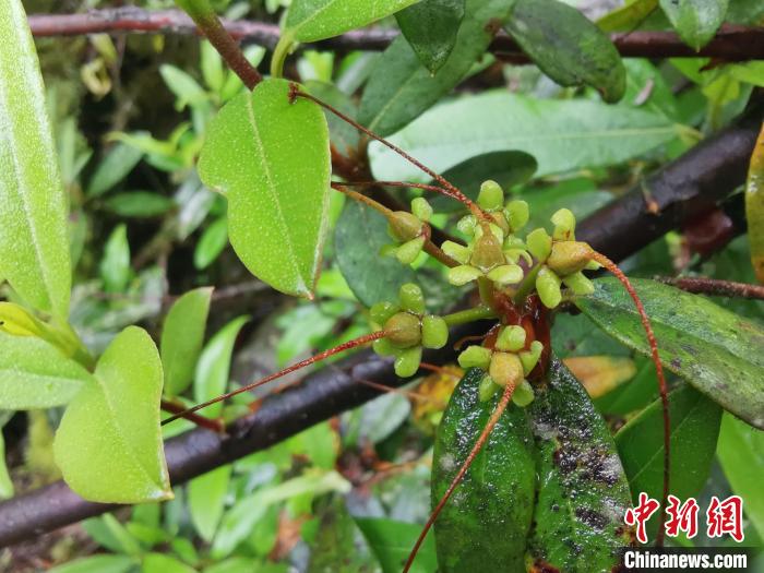 圖為折萼杜鵑果實(shí)圖?！≈锌圃豪ッ髦参镅芯克峁? oldsrc=