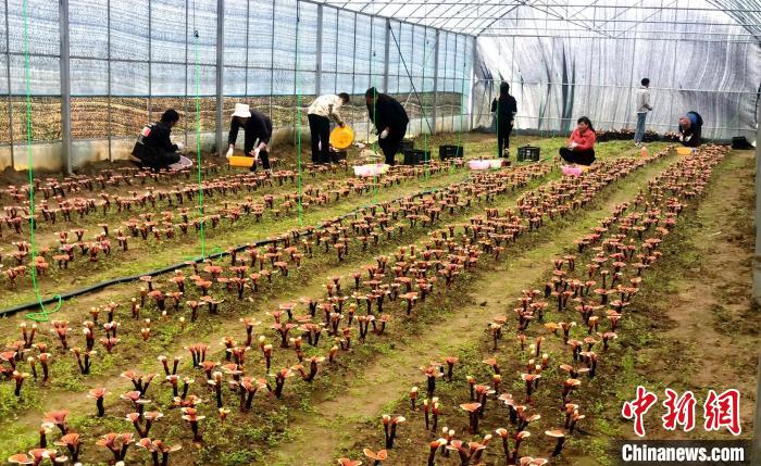 西藏米林“家庭農(nóng)場”:引領種植產(chǎn)業(yè)助力鄉(xiāng)村振興