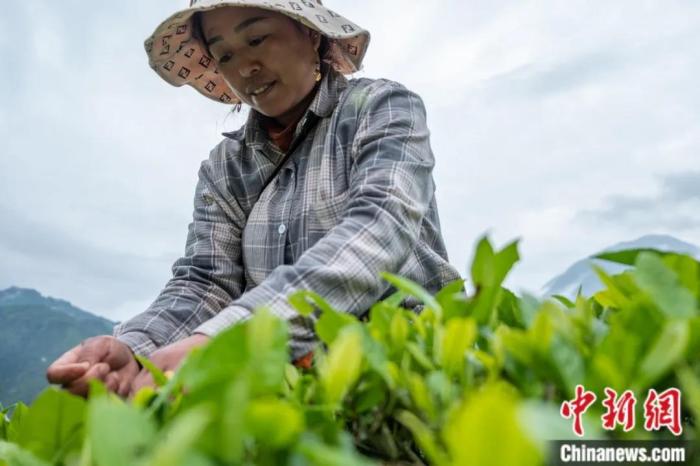 圖為墨脫縣背崩鄉(xiāng)門巴族民眾采摘茶葉。