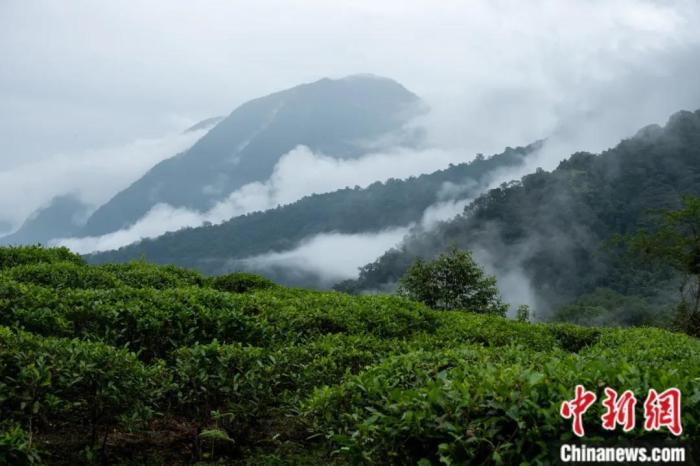 墨脫縣背崩鄉(xiāng)的高山茶場(chǎng)。