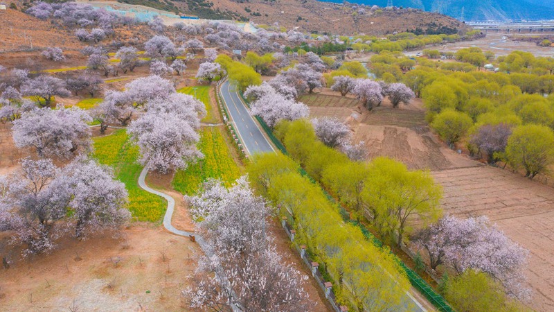 林芝桃花盛開。 張靜攝
