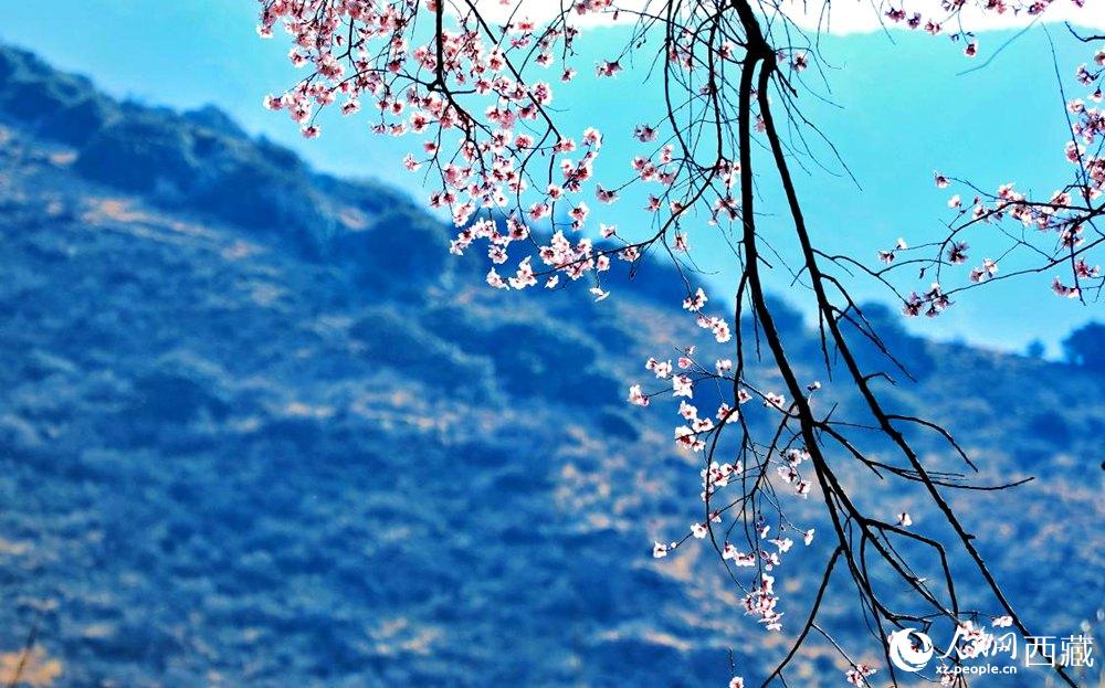 清麗的桃花。人民網 李海霞攝