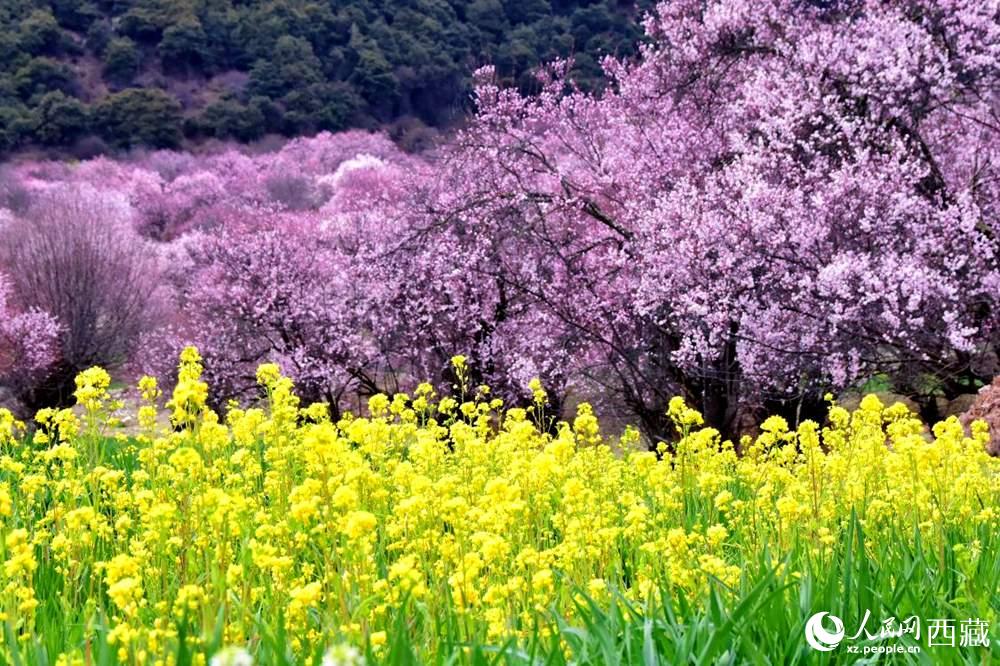 桃花與油菜花交相輝映。人民網 李海霞攝