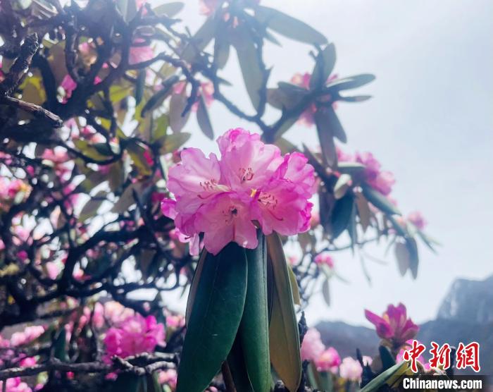 近日，西藏自治區(qū)山南市加查縣索囊溝的杜鵑花競相綻放。　冉文娟 攝