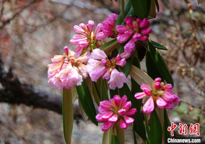 近日，西藏自治區(qū)山南市加查縣索囊溝的杜鵑花競相綻放?！∪轿木?攝