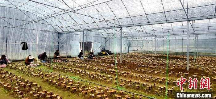 圖為紅太陽科技示范家庭農(nóng)場(chǎng)組織民眾采收靈芝?！∑酱胪喙﹫D