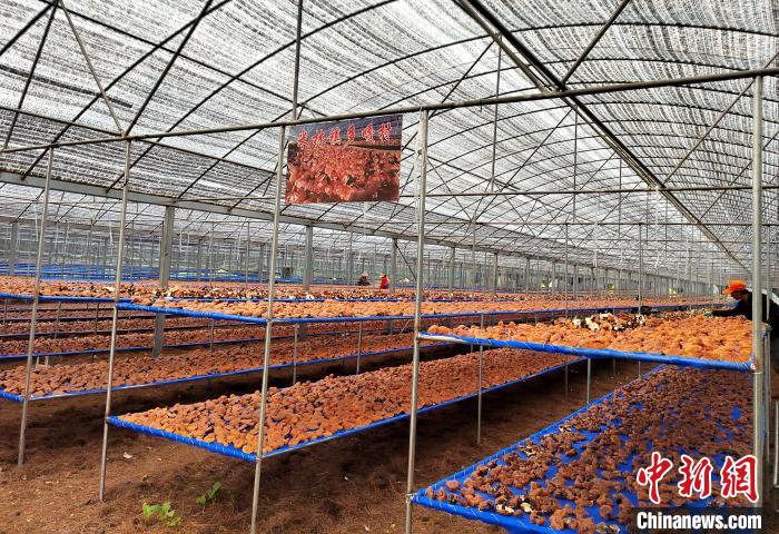 圖為紅太陽科技示范家庭農(nóng)場(chǎng)采收的靈芝?！∑酱胪喙﹫D