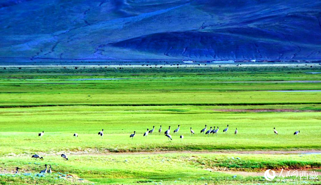 這個季節(jié)正是黑頸鶴繁殖季。人民網(wǎng) 李海霞攝