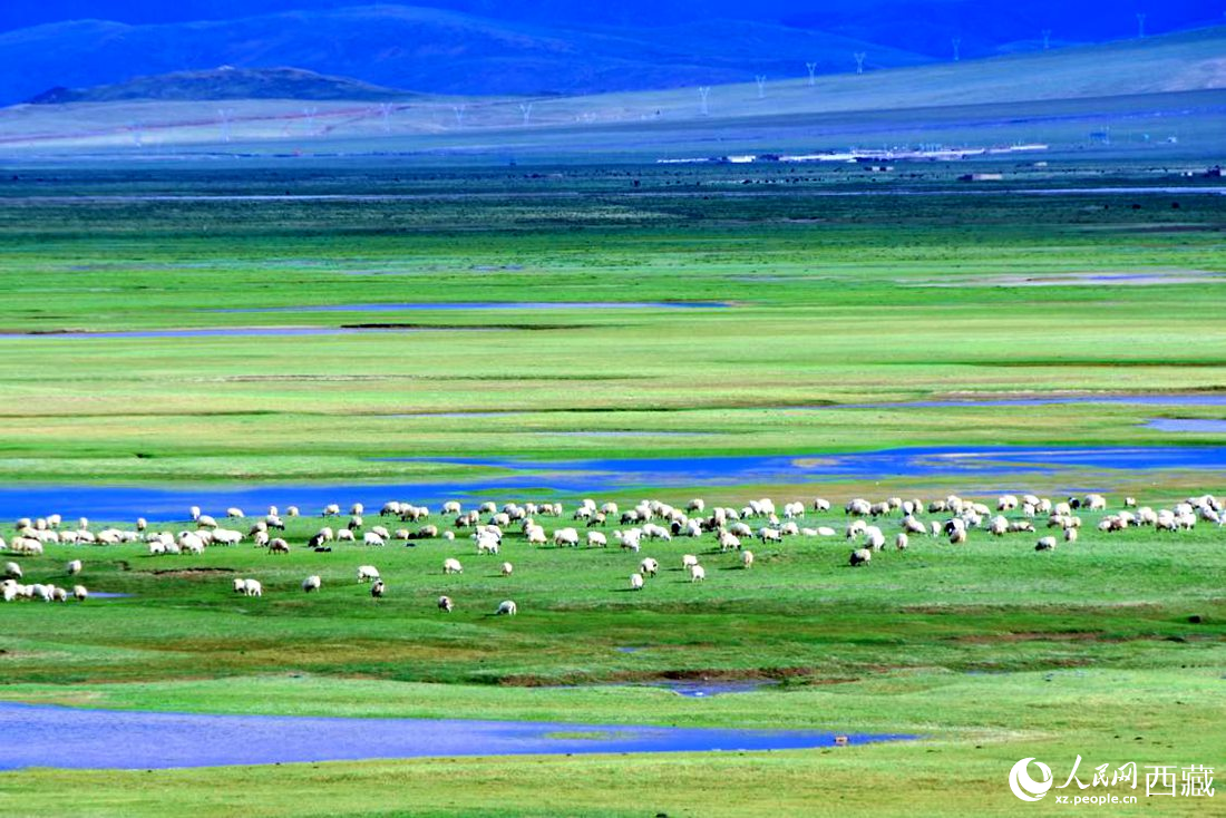 水草豐美的草原，牛羊悠閑覓食。人民網(wǎng) 李海霞攝
