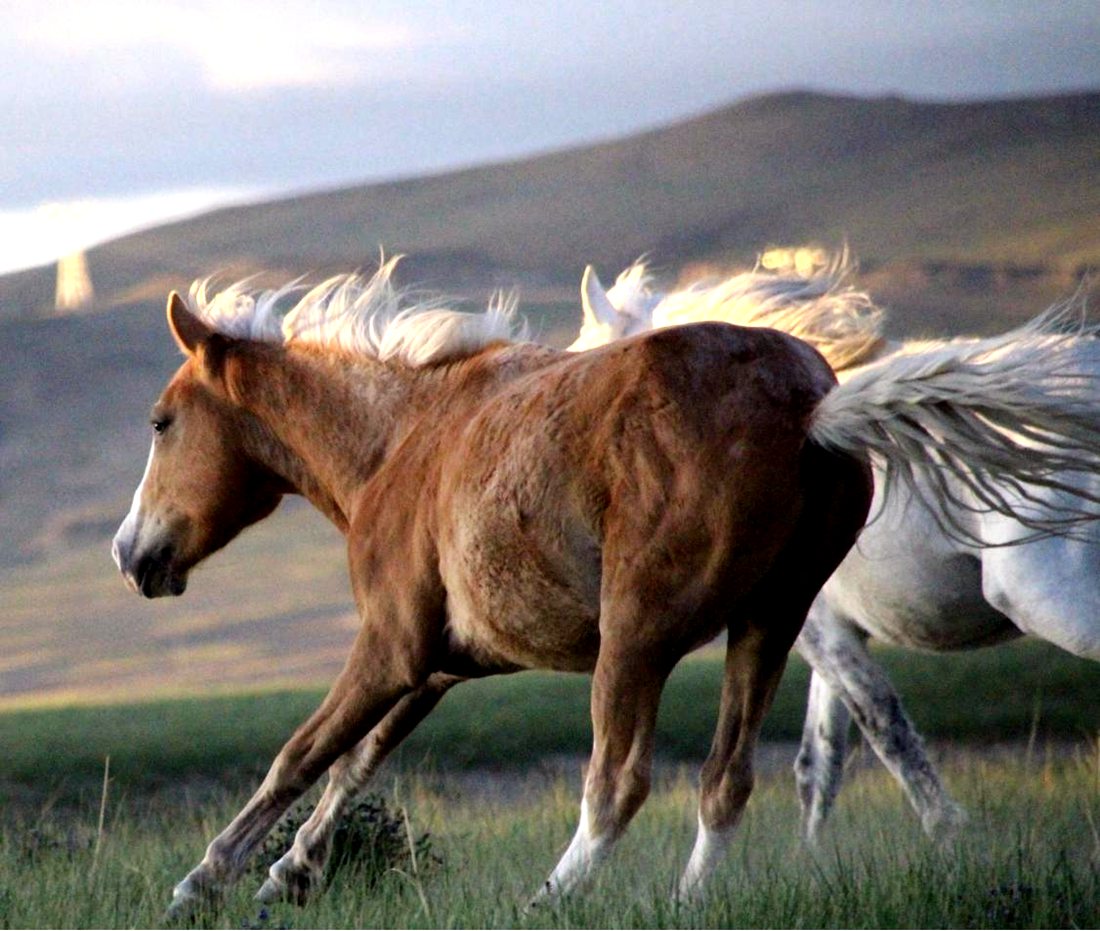 草原上奔騰的馬兒。普布桑杰攝